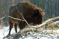 European bison {Bison bonasus} feeds on tree bark, Bryansky Les Zapovednik, Russia.