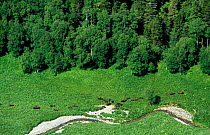 Herd of European bison {Bison bonasus} graze beside stream, Kavkazsky Zapovednik, Russia.