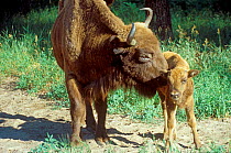 Captive European bison mother + calf Oksky Zapovednik breeding center, Russia.