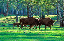 Captive European bison {Bison bonasus} Oksky Zapovednik Breeding Center Russia.