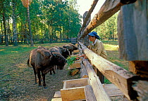 Evgeniya Kiselova, head of the bison breeding centre at Oksky Zapovednik until her death in 2003.