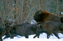 European bison {Bison bonasus} running in woods, Orlovskoye Polesye NP. Russia.