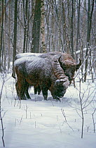 European bison {Bison bonasus} in snow, Orlovskoye Polesye NP. Russia.