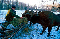 Man feeding hay to wild European bison, Russia. Orlovskoye Polesye NP.