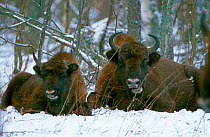 European bison {Bison bonasus} resting, winter, Orlovskoye Polesye NP. Russia.