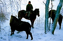European bison and park ranger riding horse, Orlovskoye Polesye NP. Russia