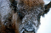 Close-up portrait of a European bison, Bryansky Les Zapovednik Russia.