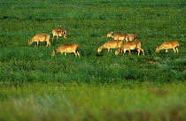 Pregnant Saiga {Saiga tatarica} antelope grazing, Cherniye Zemly Zapovednik, Russia.