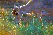Saiga {Saiga tatarica} antelope female grazing, Cherniye Zemly Zapovednik, Russia.