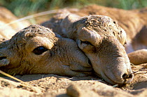 Two newborn Saiga {Saiga tatarica} calves resting, Cherniye Zemly Zapovednik, Russia.
