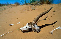 Saiga {Saiga tatarica} antelope skull in sand Cherniye Zemly Zapovednik Russia.