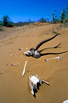 Saiga {Saiga tatarica} antelope skull in sand, Cherniye Zemly Zapovednik Russia.