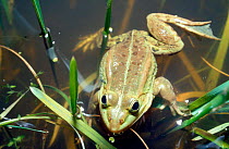 Marsh frog {Vipera berus} in water, Bryanksy Les Zapovednik, Russia.