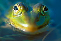 Close-up of Marsh frog {Vipera berus} in water, Bryanksy Les Zapovednik, Russia.