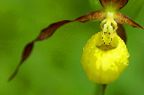 Yellow lady's slipper orchid {Cypripedium calceolus}, Uppland, Sweden.
