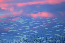 Water lilies in lake at sunset, Varmland, Sweden.