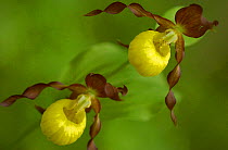 Yellow lady's slipper orchid {Cypripedium calceolus}, Uppland, Sweden.