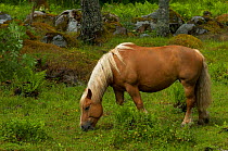 Working horse {Equus caballus}, ancient Swedish breed, Halsingland, Sweden.