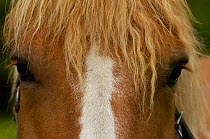 Working horse {Equus caballus}, ancient Swedish breed, Halsingland, Sweden.