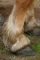 Close-up of horses {Equus caballus} hoof, Sweden.