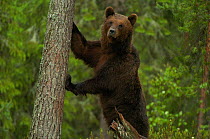 European Brown Bear {Ursus arctos} pawing tree trunk, Finland.