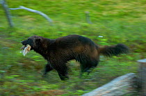 Wolverine {Gulo gulo} running, Kuhmo, Finland.