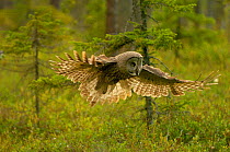 RF- Great grey owl (Strix nebulosa) in flight. Kuhmo, Finland. (This image may be licensed either as rights managed or royalty free.)