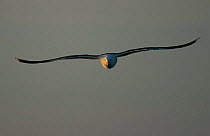 Greater black-backed gull {Larus marinus} in flight, Norway.