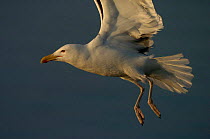 Greater black-backed gull {Larus marinus} flying, Norway.
