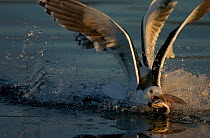 Greater black-backed gull {Larus marinus} fishing, Norway.