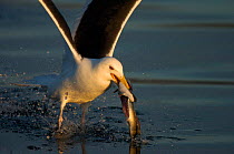 Greater black-backed gull {Larus marinus} fishing, Norway.