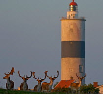 Lighthouse + deer at Alvaret World Heritage Area, Ottenby, Oland, Sweden.