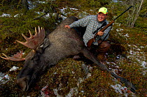 Dead Moose {Alces alces} shot by hunter, Sweden.