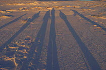 Long shadows cast by Cross country skiiers - Grovelsjon NR, Dalarna, Sweden.