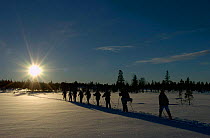 Cross country skiing group, ecotourism, Grovelsjon NR, Dalarna, Sweden.