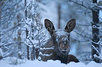 Moose in snow {Alces alces} Sarek NP. Lapland, Sweden.
