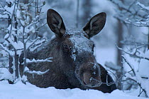 Moose in snow, Alces alces, Sarek NP. Lapland, Sweden.