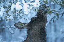Moose in snow {Alces alces} Sarek NP, Lapland, Sweden.