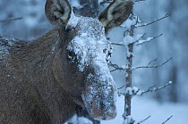 Moose in snow {Alces alces} Sarek NP, Lapland, Sweden.