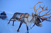 Reindeer pulling sledge {Rangifer tarandus} Stora Sjofallet NP. Lapland, Sweden.