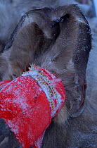 Saami reindeer skin shoes, Stora Sjofallet NP. Lapland, Sweden.