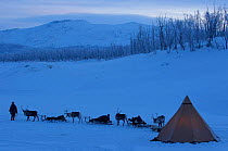 Reindeer sledging and camp tent. Stora Sjofallet NP. Lapland, Sweden.