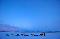 Reindeer sledging {Rangifer tarandus} Stora Sjofallet NP, Lapland, Sweden.