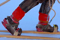 Saami shoes and skis, Stora Sjofallet National Park, Lapland, Sweden.