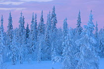 Virgin boreal forest, Muddus National Park, Lapland, Sweden.