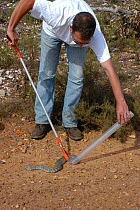 Catching Puff adder in tube {Bitis arietans} South Africa, sequence 3/3