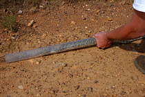Catching Puff adder in tube {Bitis arietans} South Africa, sequence 1/3
