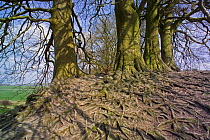 Exposed roots of European Beech tree (Fagus sylvatica) Wiltshire, UK.