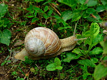 Edible / Roman snail {Helix pomatia} UK.