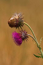Musk thistle flower + seedhead {Carduus nutans} UK.
